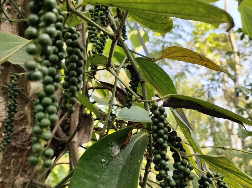 black pepper wines
